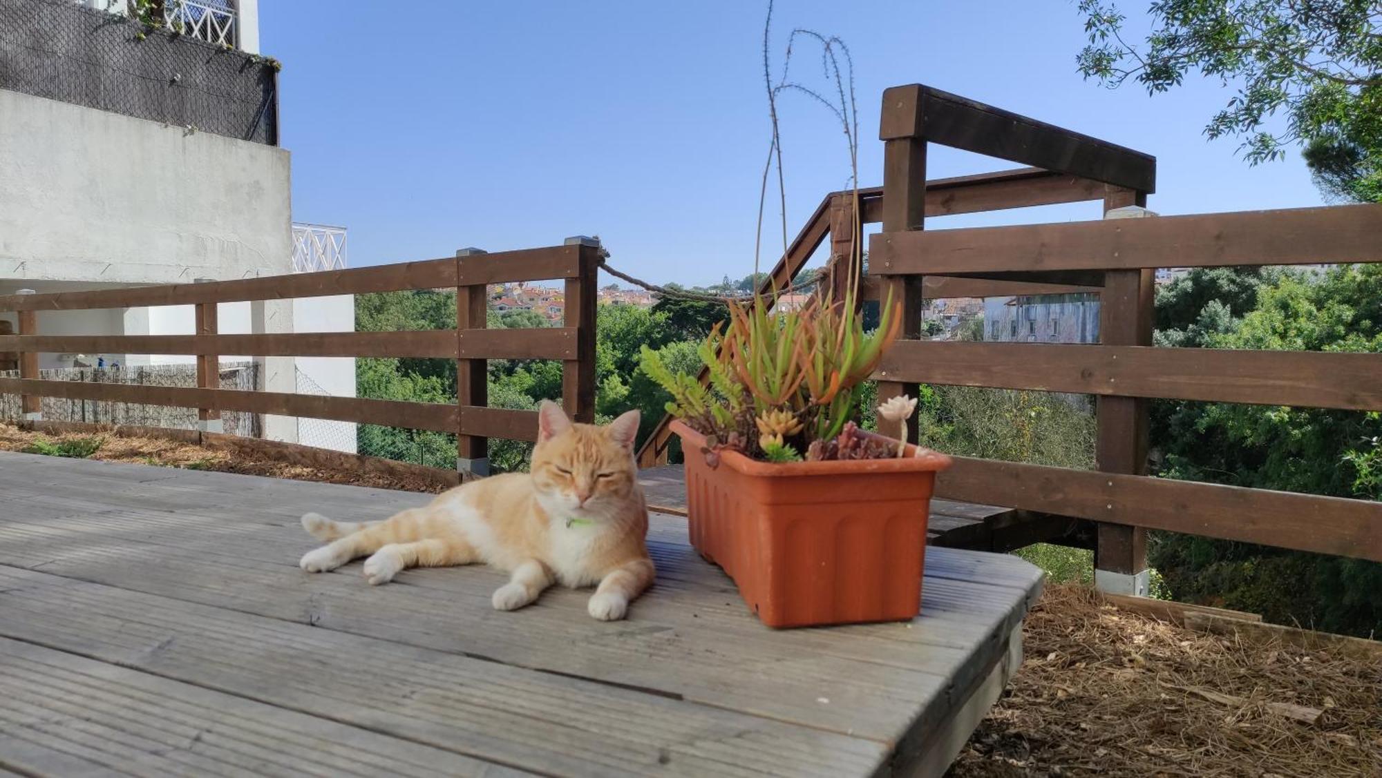 Blissful Garden Studio Синтра Экстерьер фото